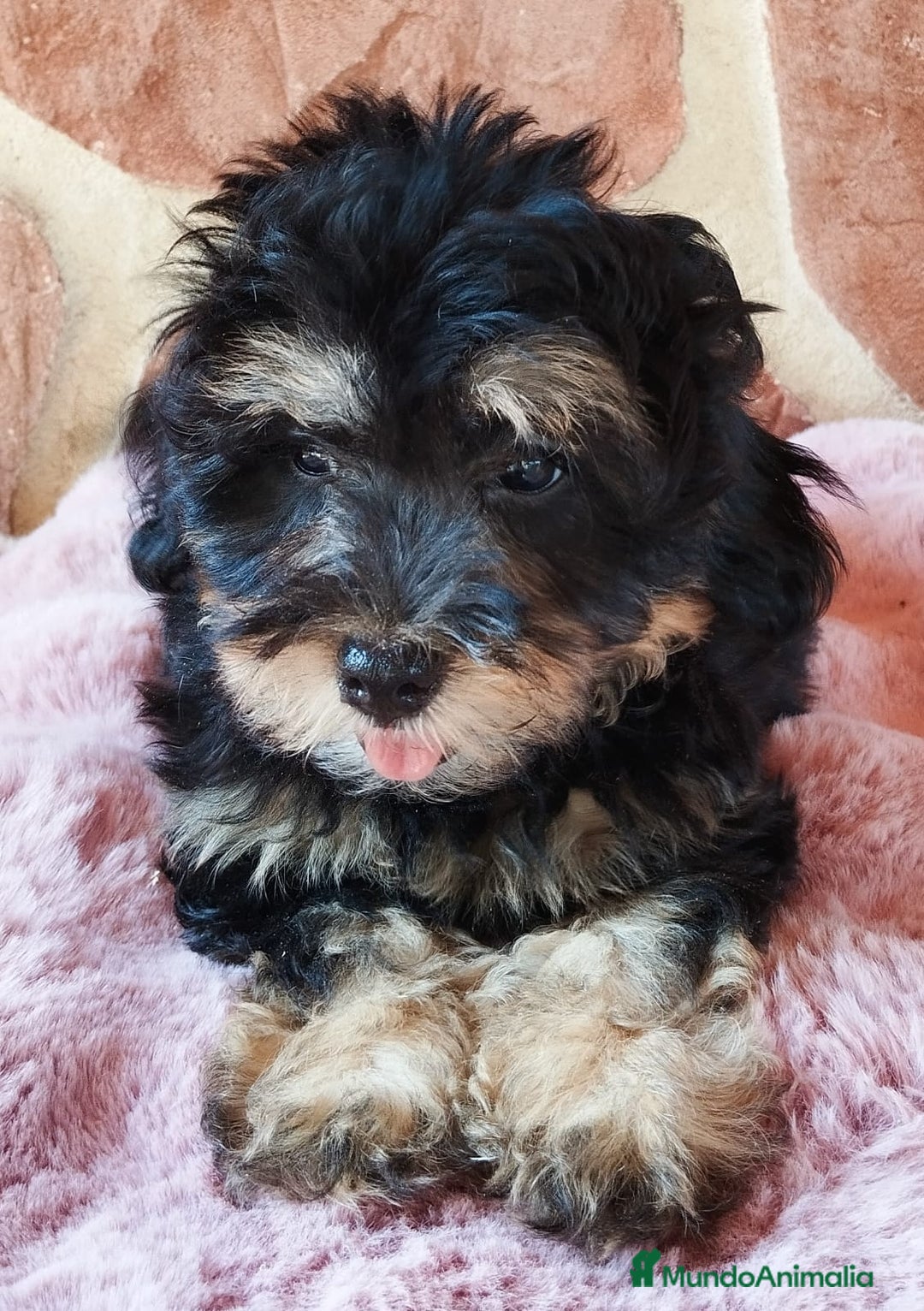 Maltipoo perros en venta: MALTIPOO  - Imagen 3