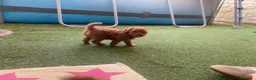 Caniche Toy perros en venta: Caniche ❤️ - Anuncio 7