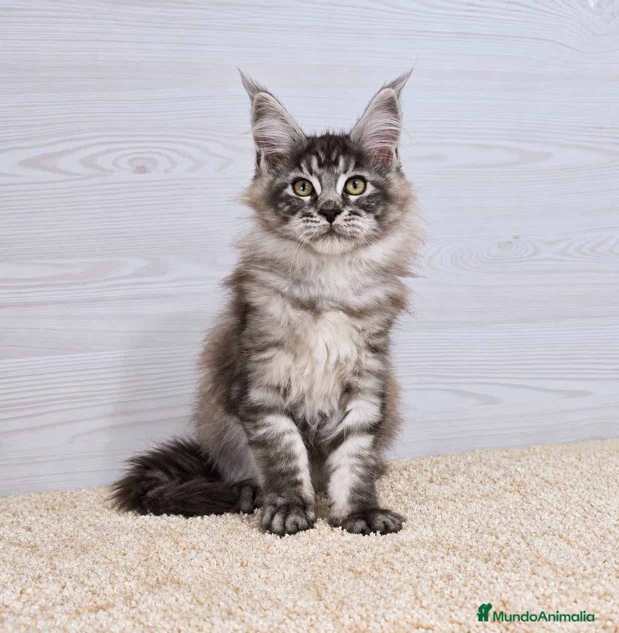 Maine Coon gatos en venta: Gatitos Maine Coon - Anuncio 1