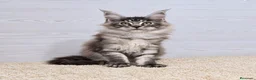 Maine Coon gatos en venta: Gatitos Maine Coon - Anuncio 4