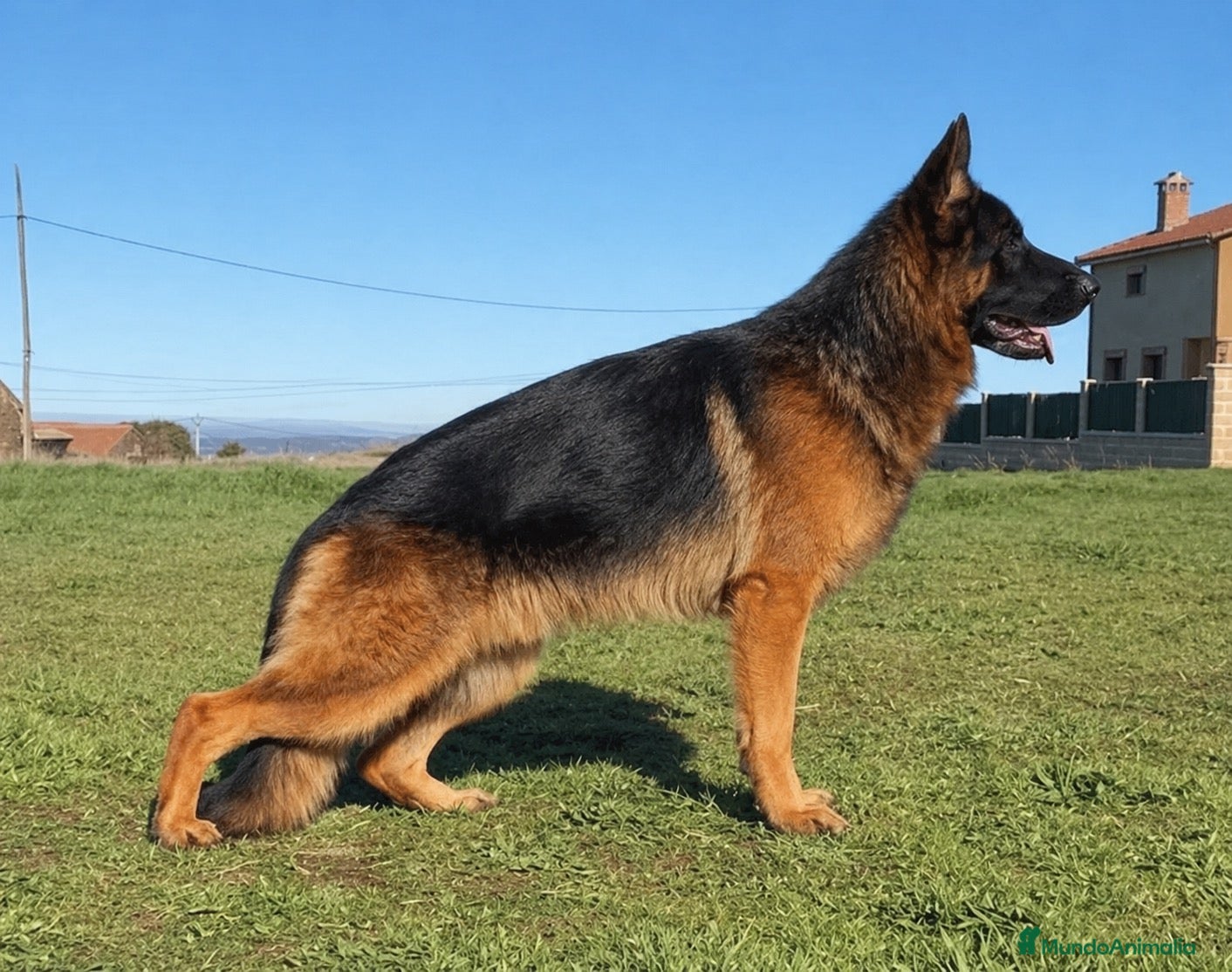 Pastor Alemán perros Cachorros De Pastor Alemán  - Anuncio 1