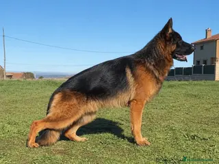 Pastor Alemán perros Cachorros De Pastor Alemán - Anuncio 1