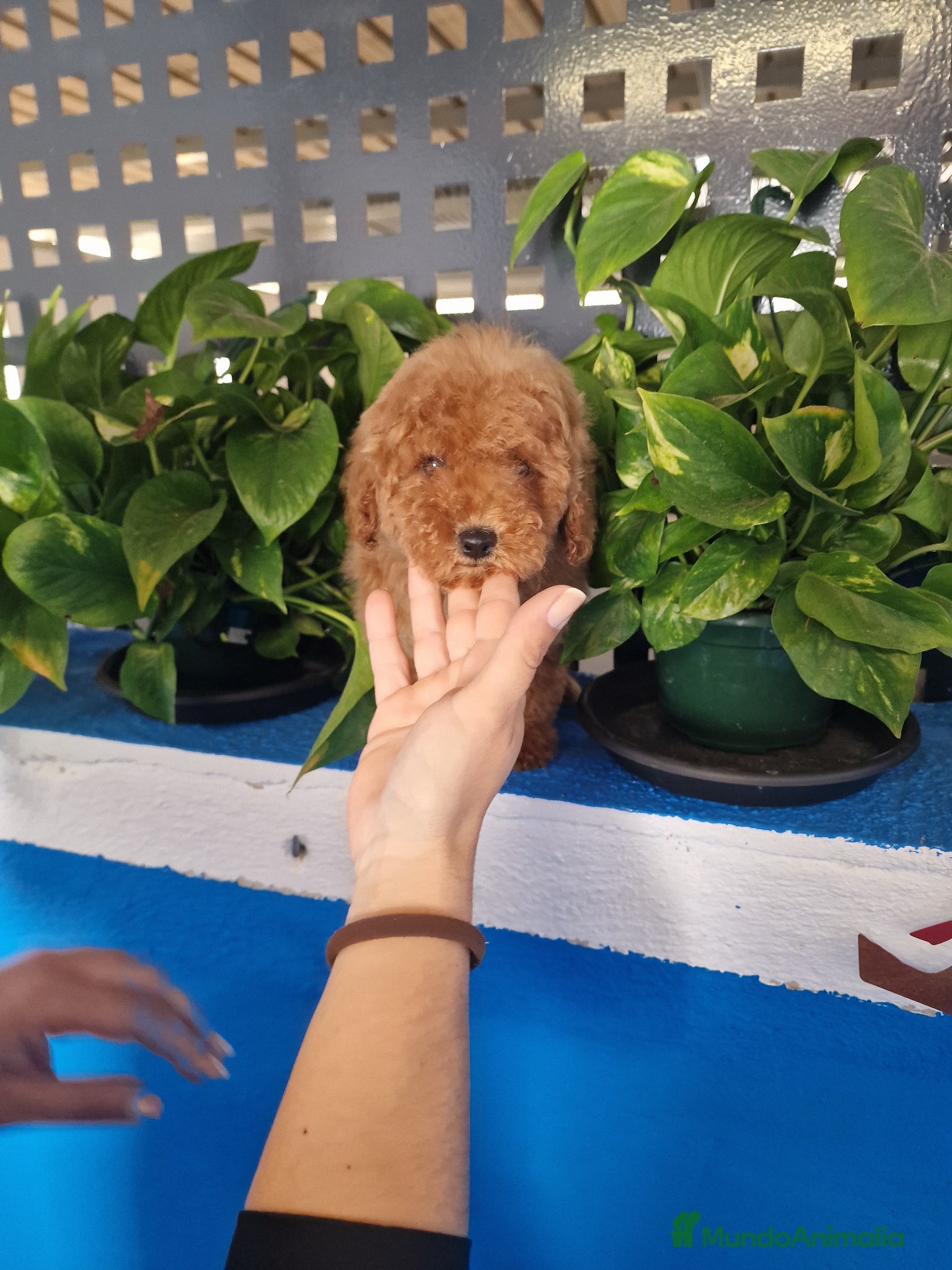 Caniche Toy perros Caniche toy precio real  - Anuncio 3