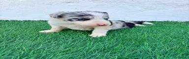 Border Collie 1