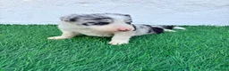 Border Collie perros en venta: Border Collie merle blue - Anuncio 7