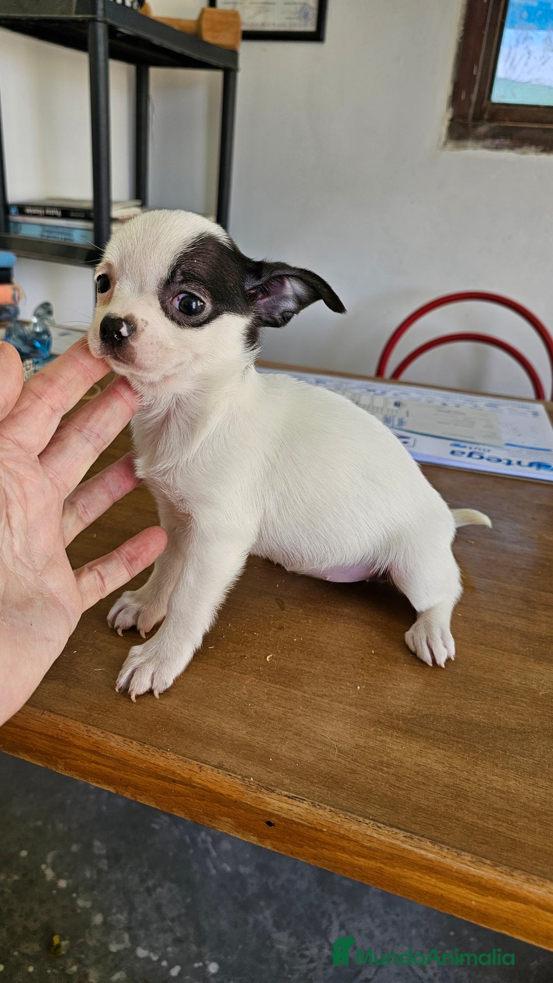 Chihuahua perros en venta: Bonitos chihuahuas  - Anuncio 4
