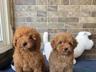 Caniche Toy perros Espectaculares caniche toy rojo - Anuncio 1