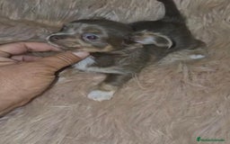 Chihuahua perros en venta: Chihuahua lilac ruso pelo largo  - Imagen 6