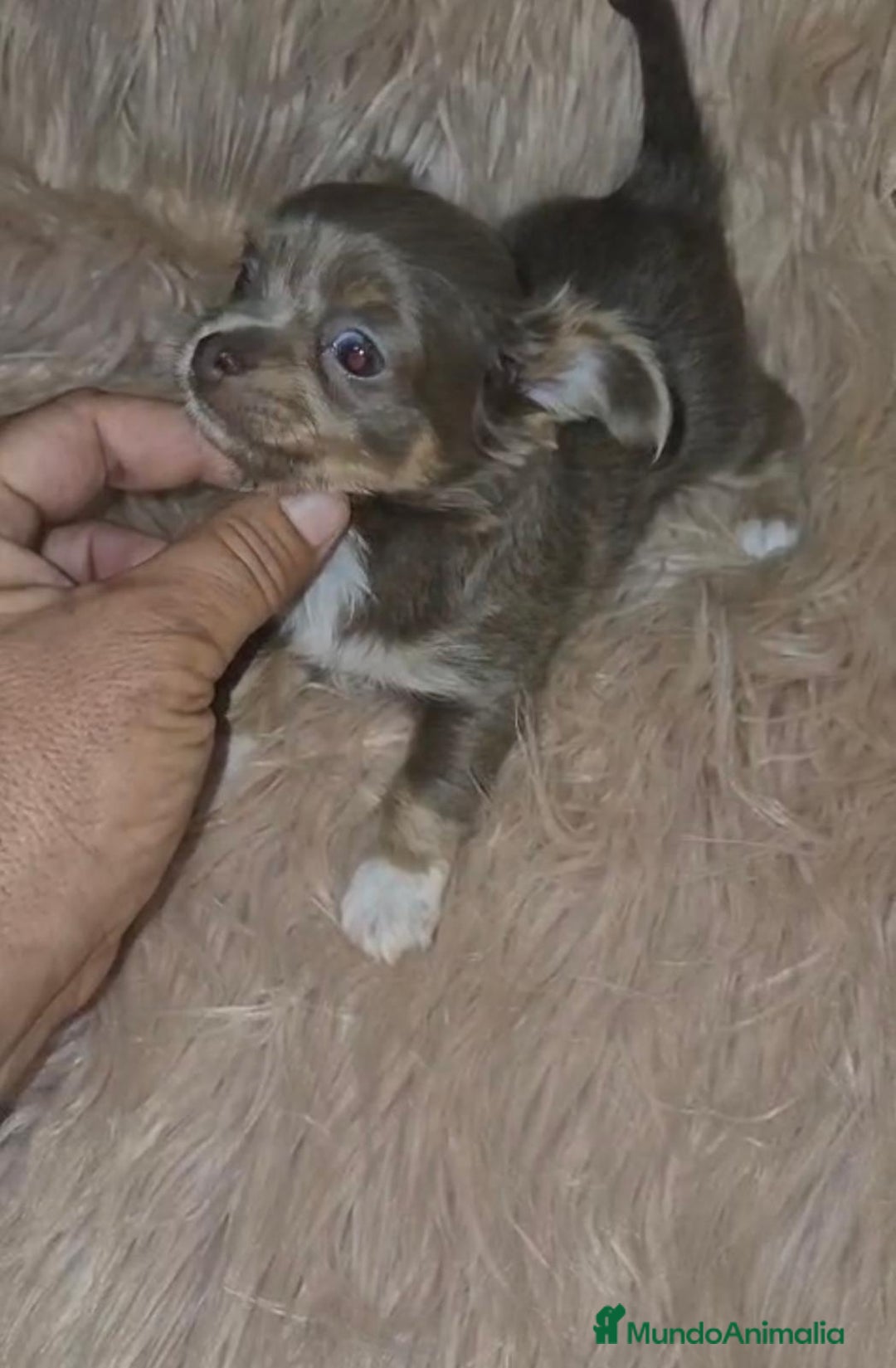 Chihuahua perros en venta: Chihuahua lilac ruso pelo largo  - Imagen 6