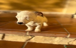 Jack Russell Terrier perros en venta: Cachorros de Jack russell  - Anuncio 29