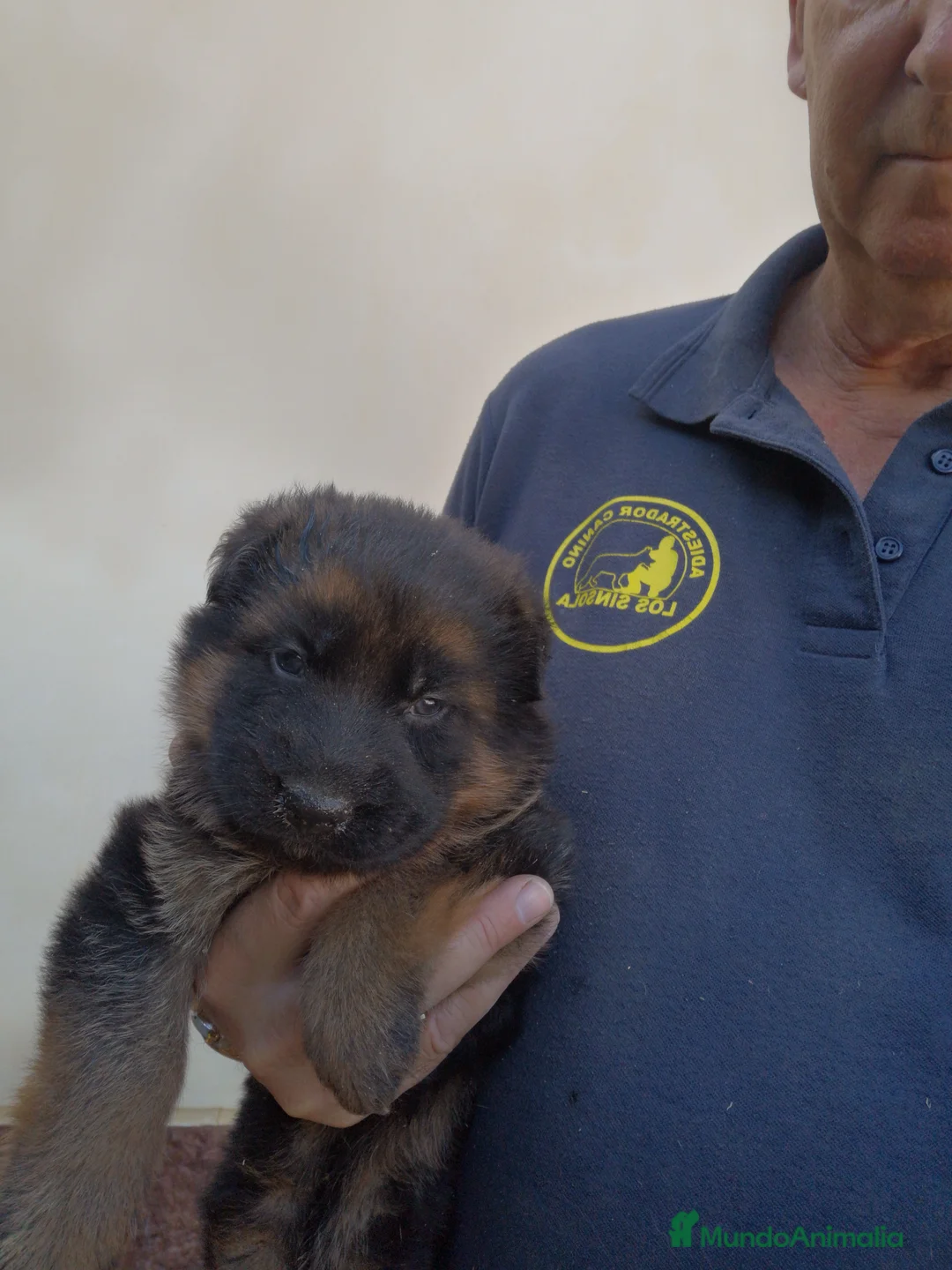 Pastor Alemán perros en venta: Espectaculares pastores alemanes - Anuncio 3