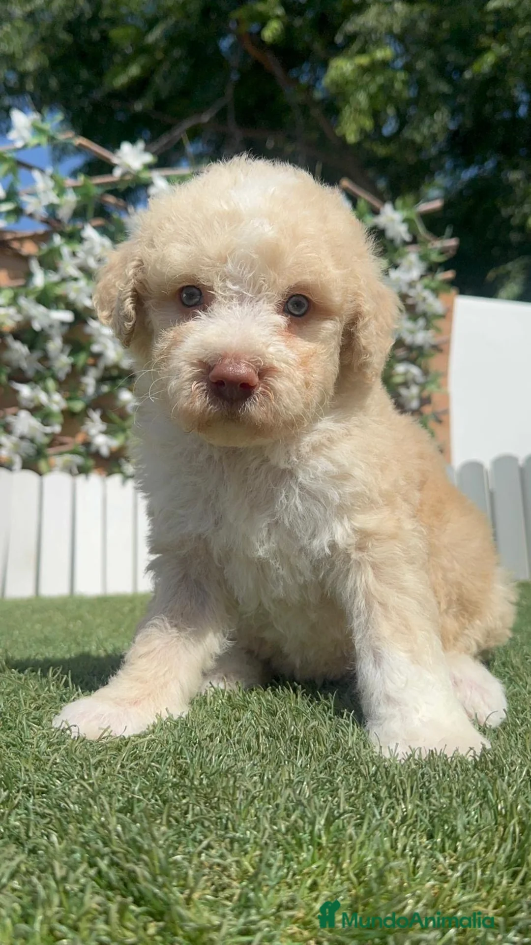 Perro de Agua Español perros en venta: PERRO DE AGUA  - Anuncio 2