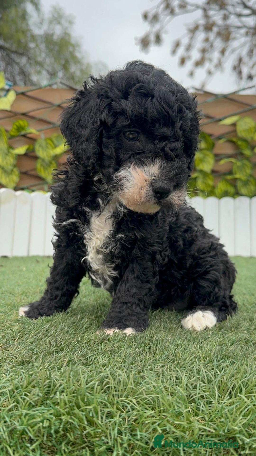 Perro de Agua Español perros en venta: PERRO DE AGUA HEMBRA RABONA - Anuncio 11