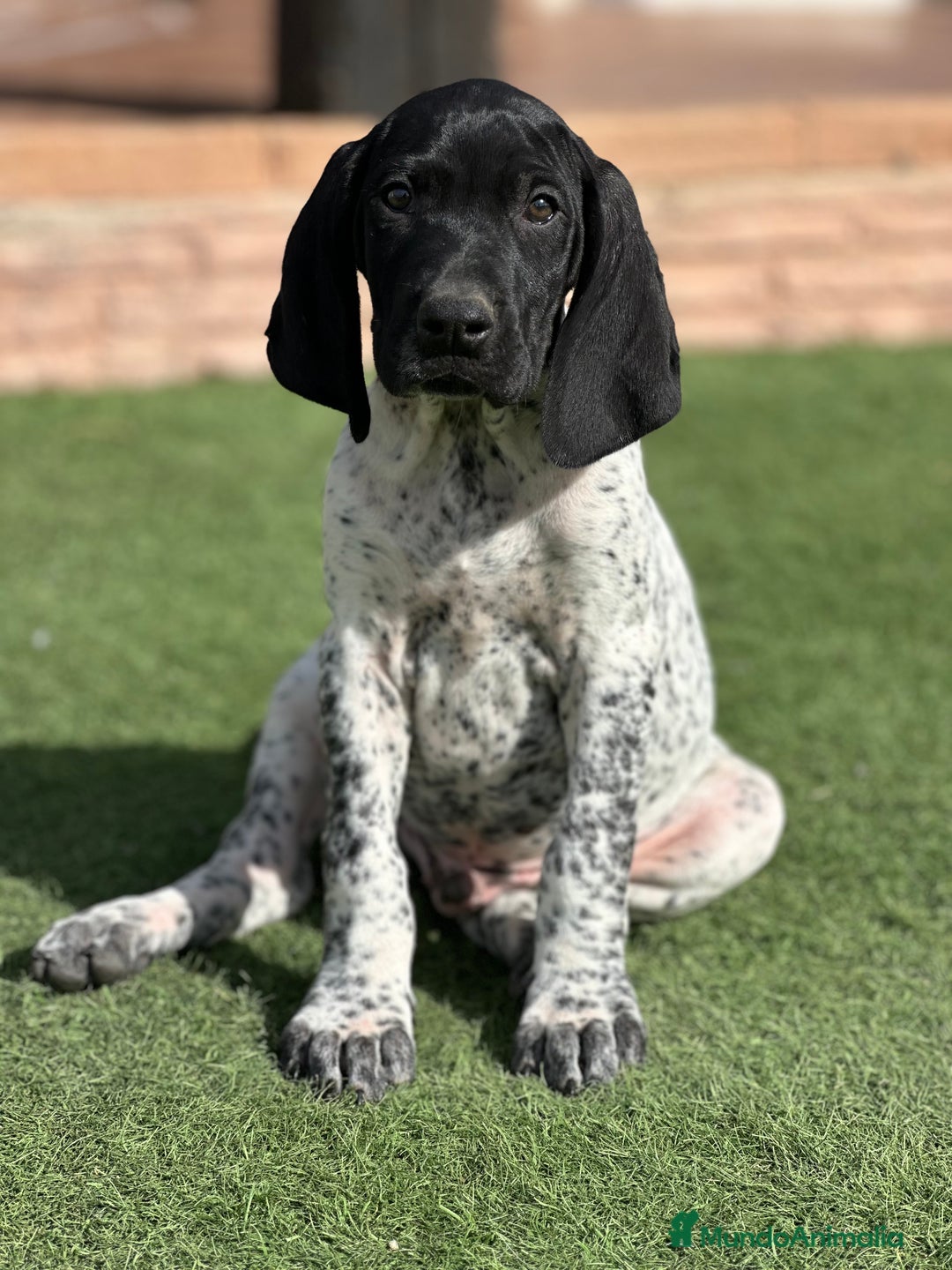Braco Alemán de Pelo Corto perros en venta: Bracos alemanes - Imagen 3