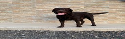 Labrador Retriever perros en venta: Cachorros de Labrador chocolate  - Anuncio 6