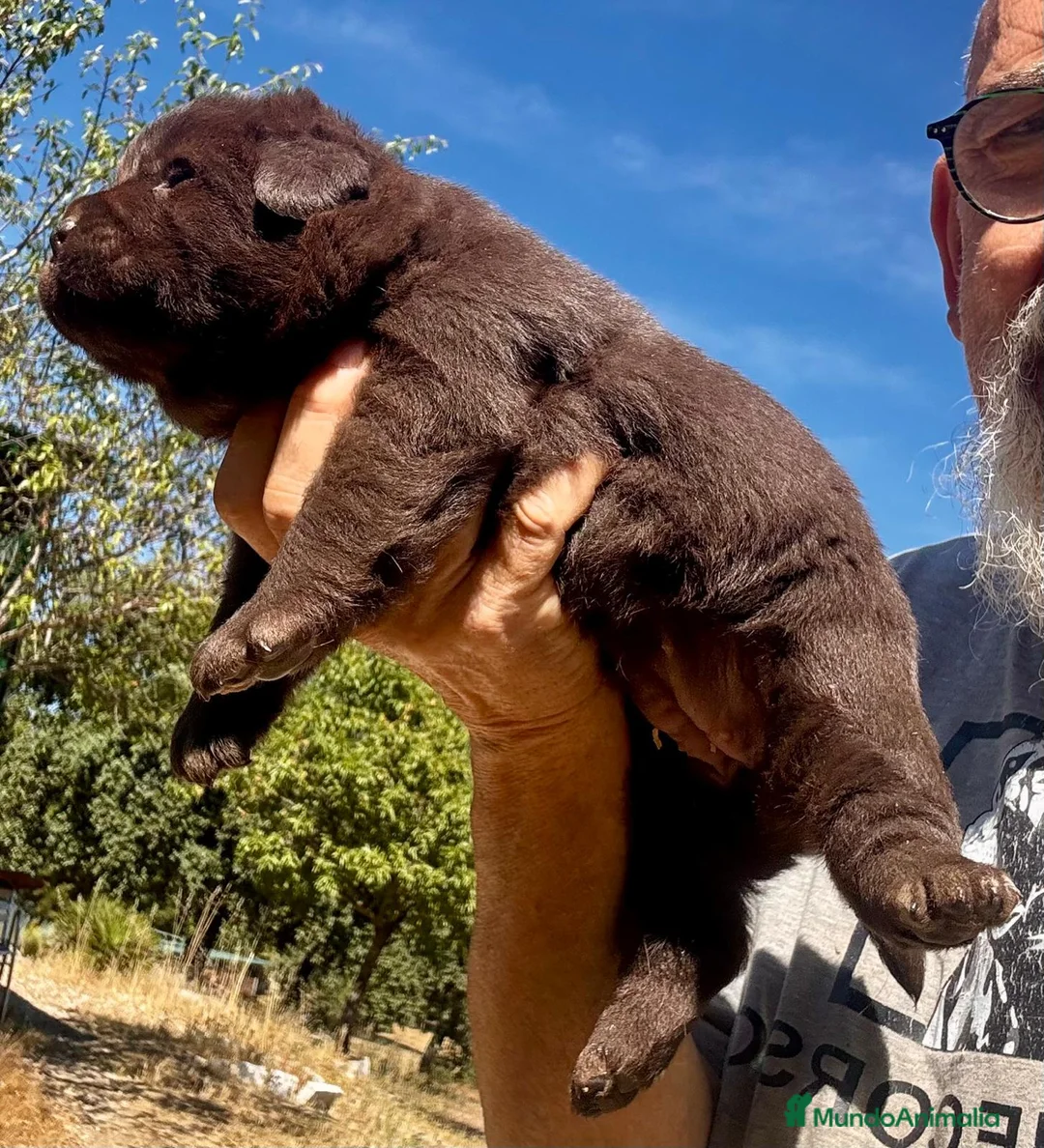 Labrador Retriever perros en venta: labrador chocolate  - Anuncio 17