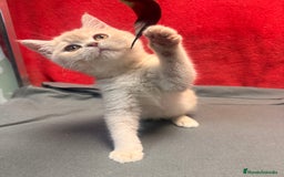 Británico de Pelo Corto gatos en venta: Monísima British Golden  - Imagen 5