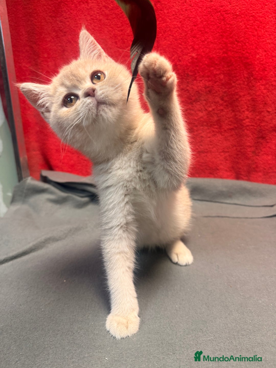 Británico de Pelo Corto gatos en venta: Monísima British Golden  - Imagen 5