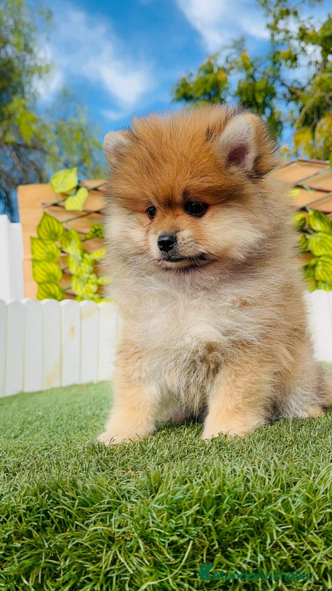 Pomerania perros en venta: POMERANIA MACHO - Imagen 19