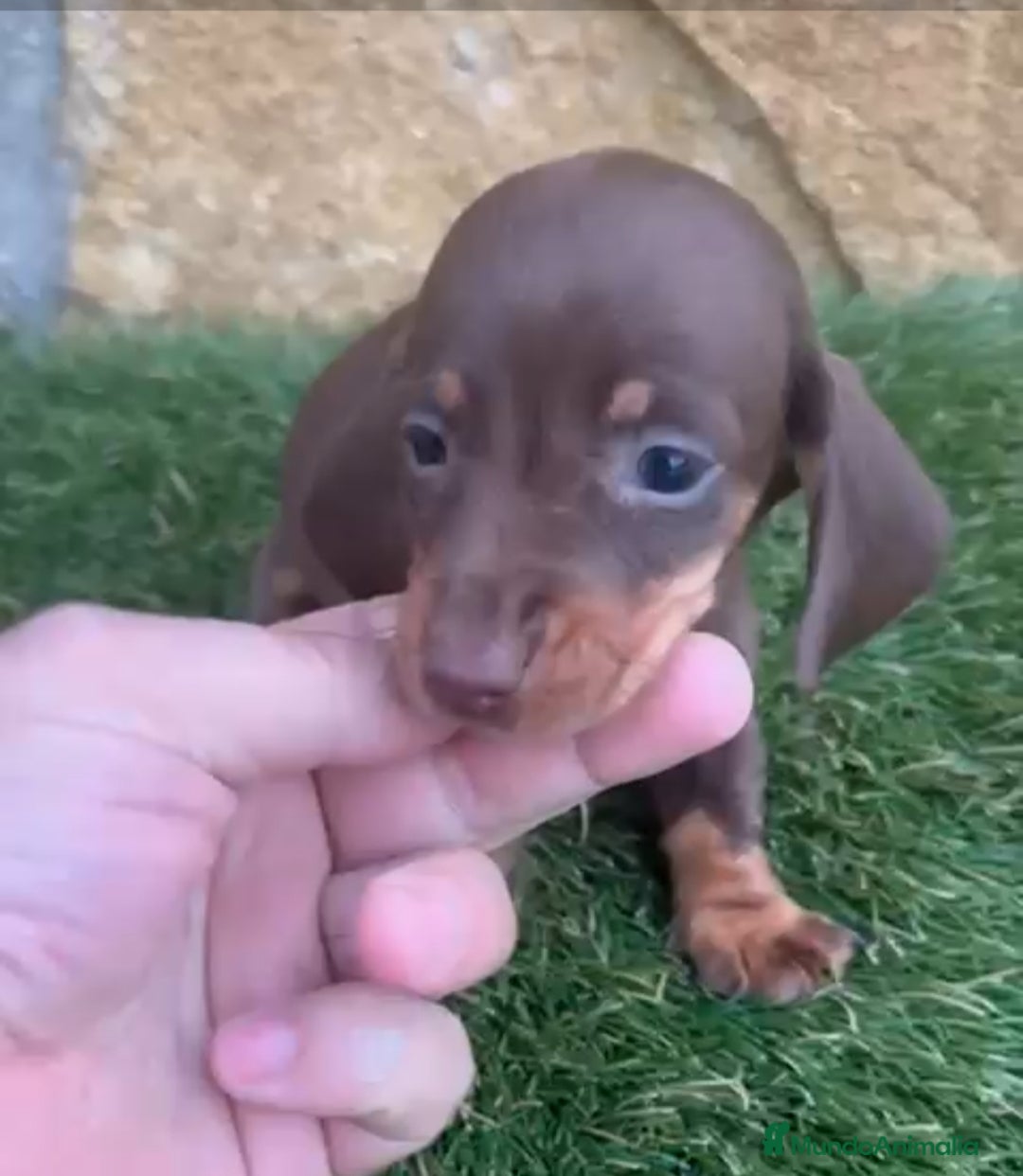 Teckel perros en venta: Teckel Mini - Anuncio 5