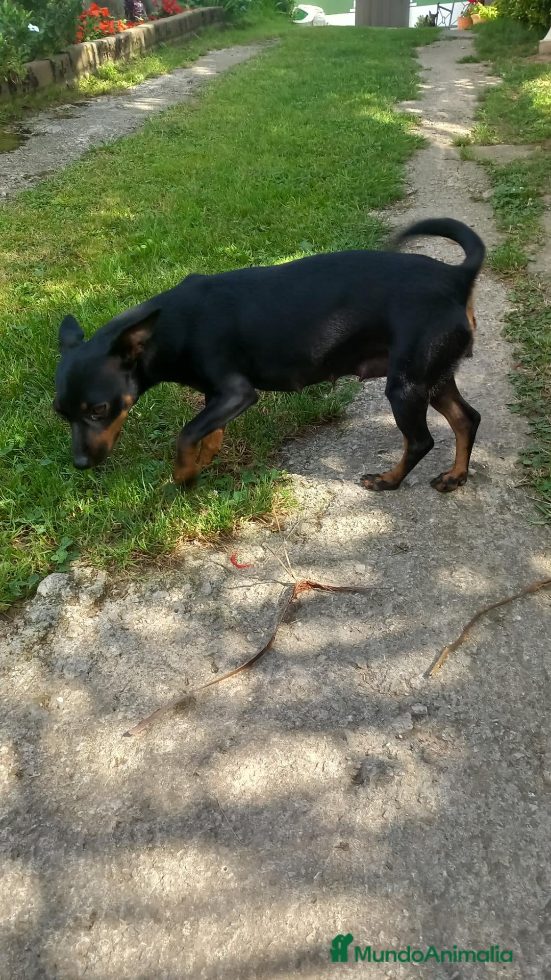 Ratón de Praga perros Raton de praga - Anuncio 1