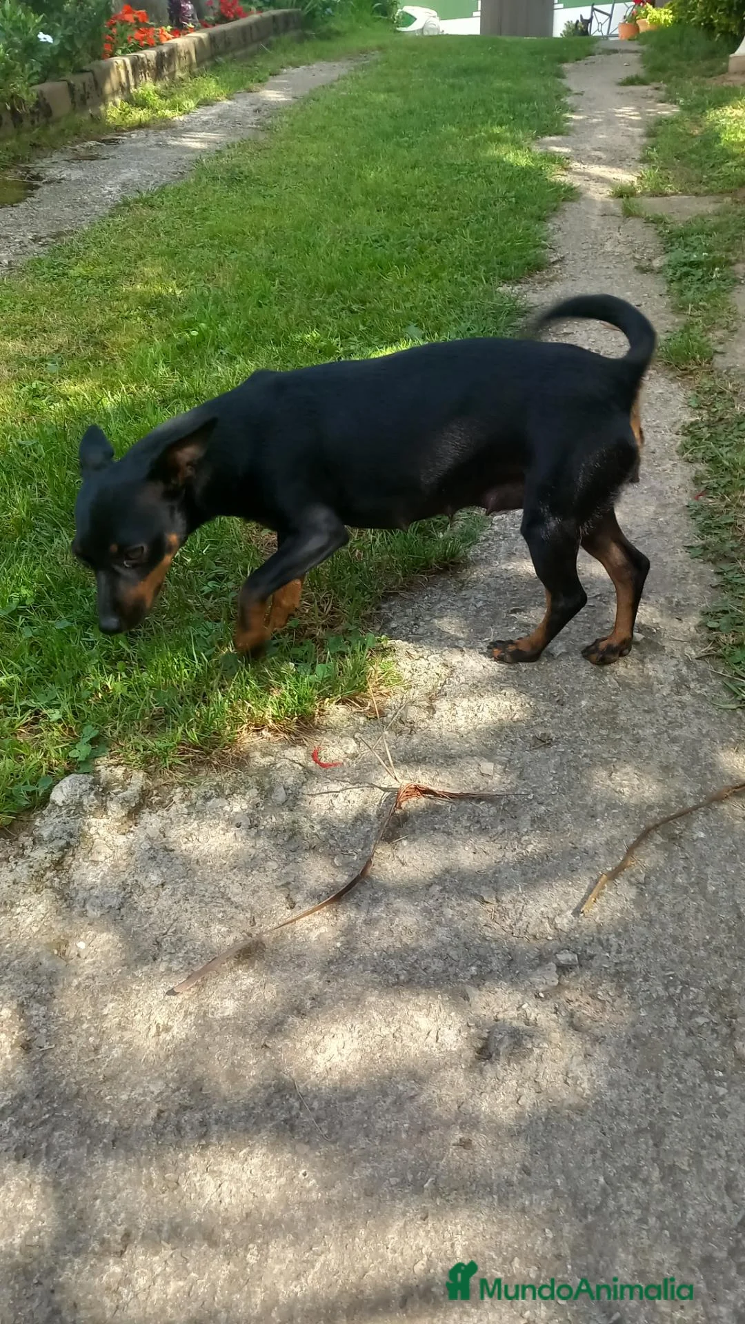 Ratón de Praga perros en venta: Raton de praga - Anuncio 3