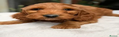 Cockapoo Cachorro 2