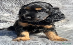 Cocker Spaniel Inglés perros en venta: Cocker inglés  - Imagen 2