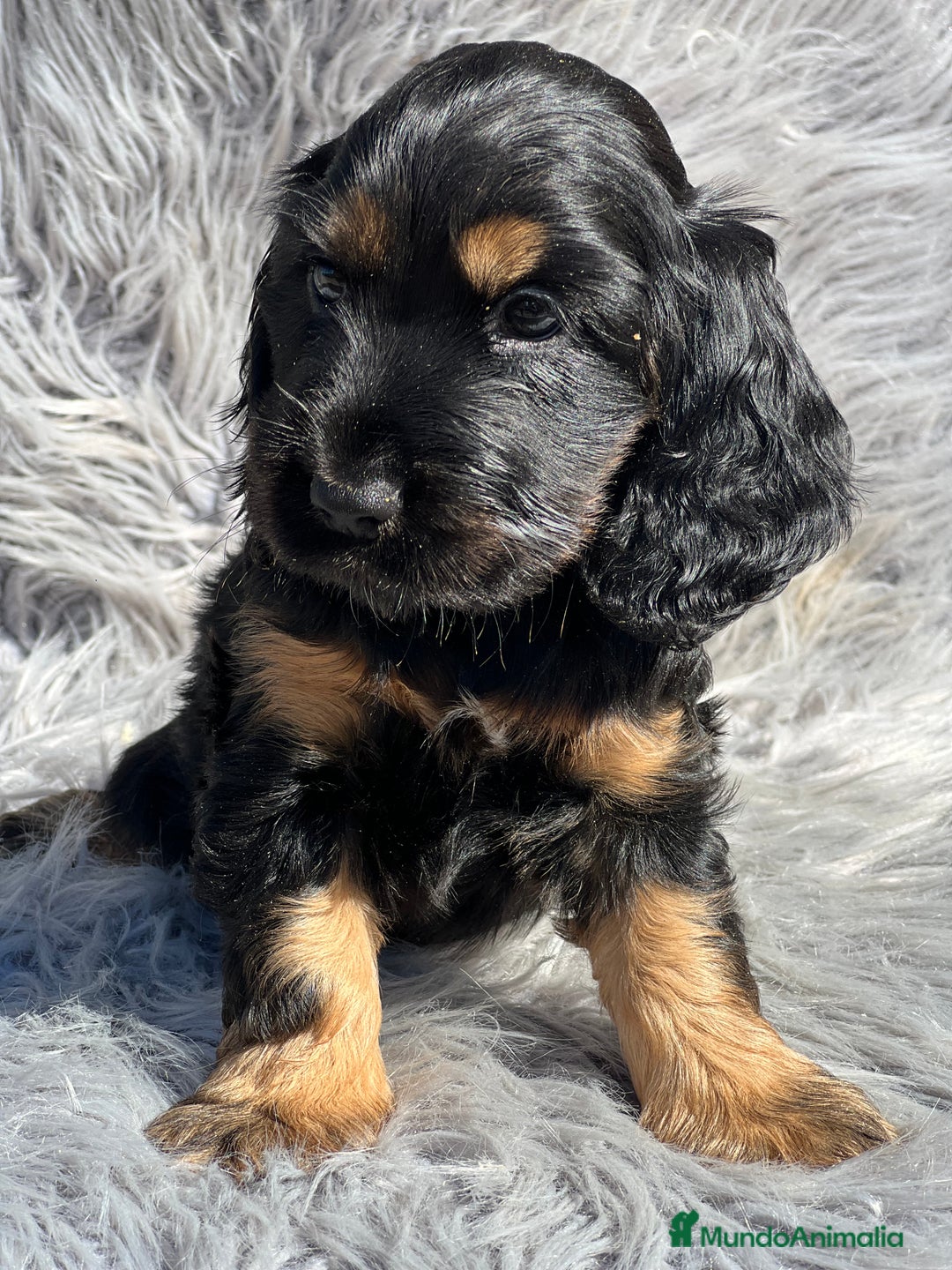 Cocker Spaniel Inglés perros en venta: Cocker inglés  - Imagen 2
