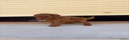 Caniche Toy perros en venta: Caniche Toy  - Anuncio 5