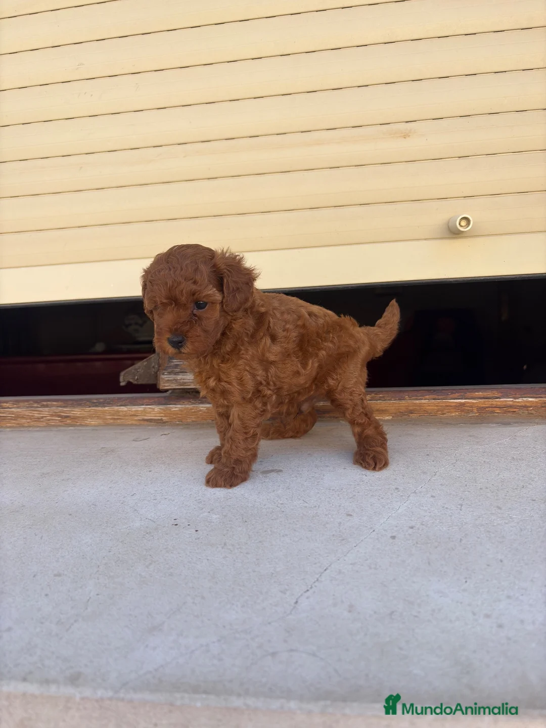 Caniche Toy perros en venta: Caniche Toy  - Anuncio 5