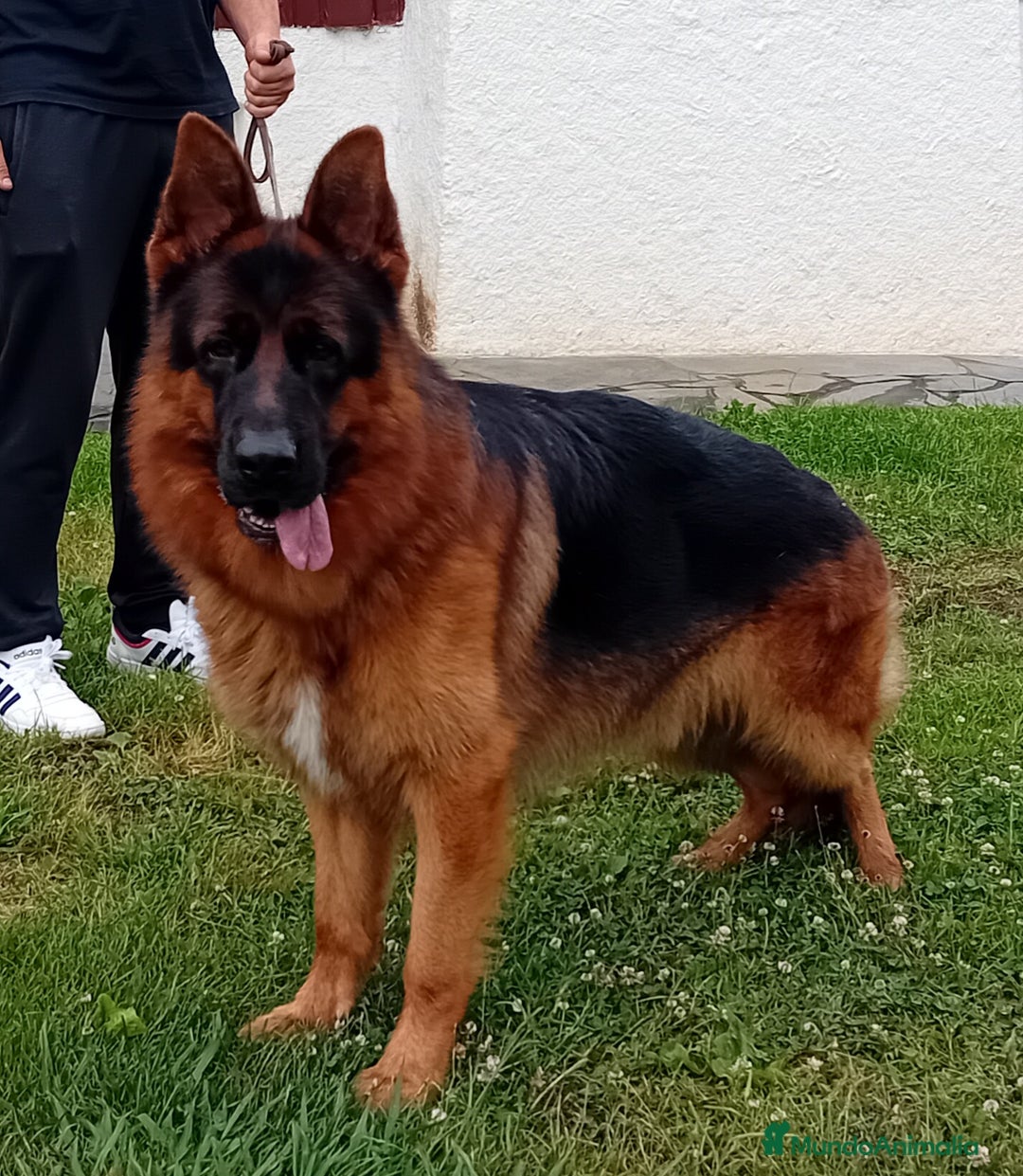 Pastor Alemán perros en venta: Pastores alemanes de CARMARGUT - Imagen 8