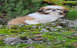 Shih Tzu perros en venta: Shit tzu de 5 meses disponible!! - Imagen 2