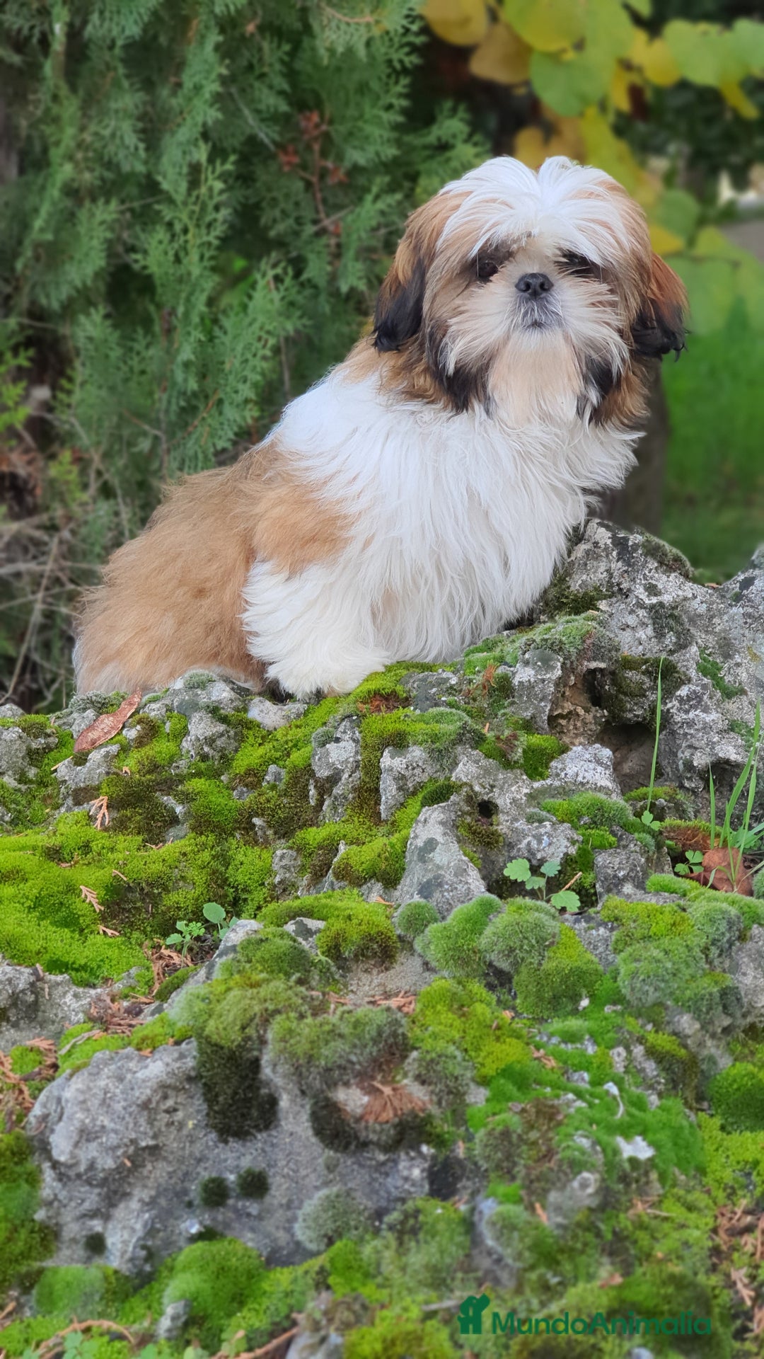 Shih Tzu perros en venta: Shit tzu de 5 meses disponible!! - Imagen 2