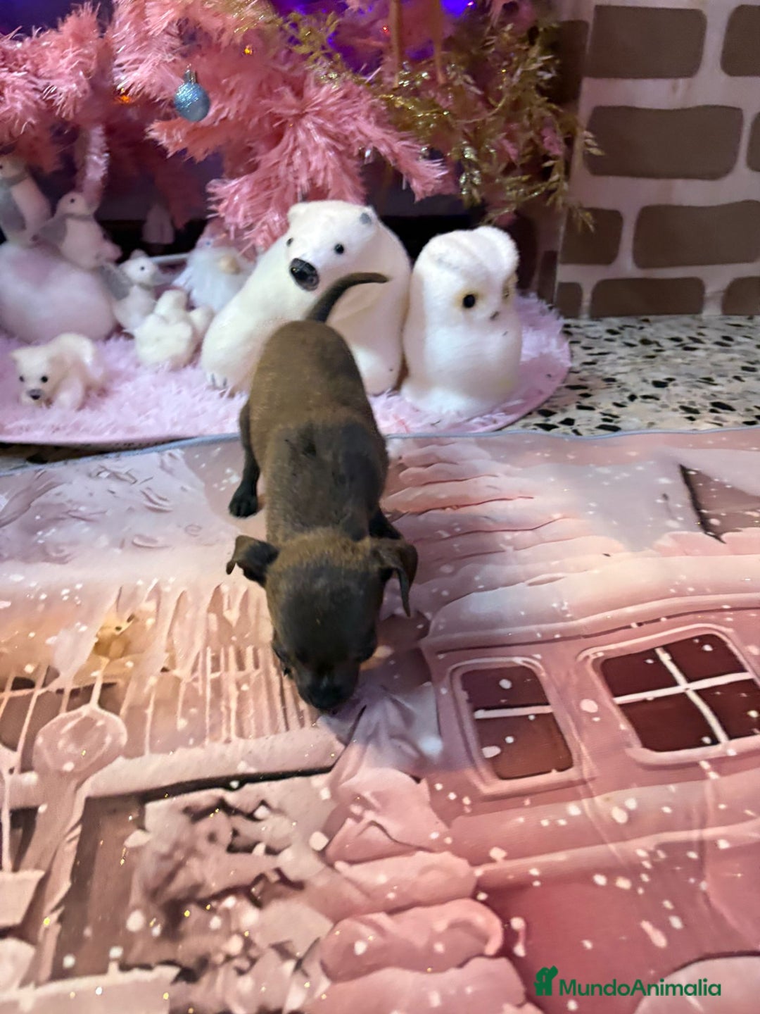 Chihuahua perros en venta: Chihuahua toy blue - Anuncio 10