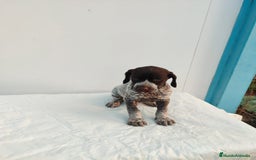 Braco Alemán de Pelo Corto perros en venta: Braco Alemán  - Imagen 10