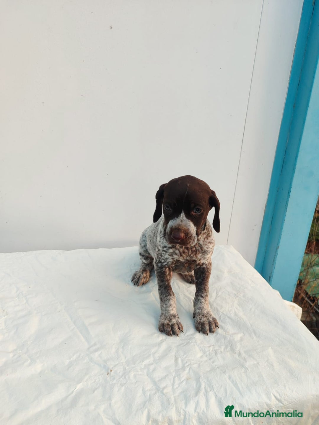 Braco Alemán de Pelo Corto perros en venta: Braco Alemán  - Imagen 10