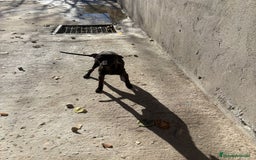 Pequeño Lebrel Italiano perros en venta: Pequeño lebrel italiano piccolo - Anuncio 21