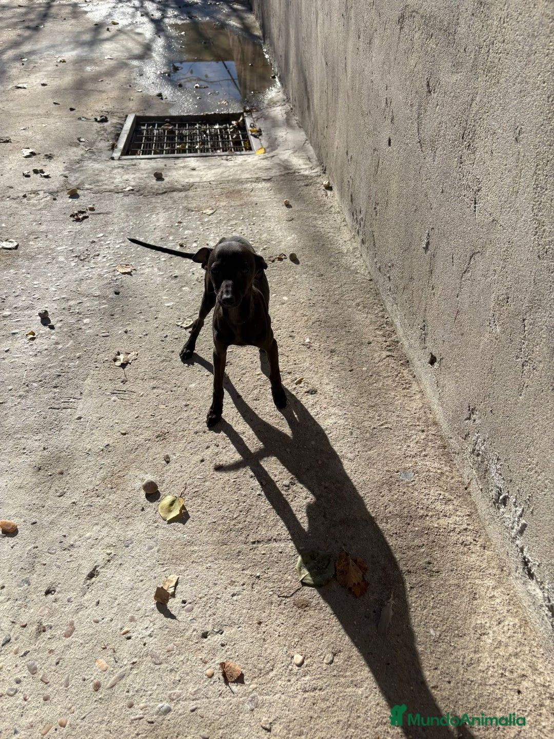 Pequeño Lebrel Italiano perros en venta: Pequeño lebrel italiano piccolo - Anuncio 21