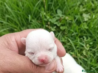 Chihuahua perros PRECIOSOS CHIHUAHUAS TOY - Anuncio 1