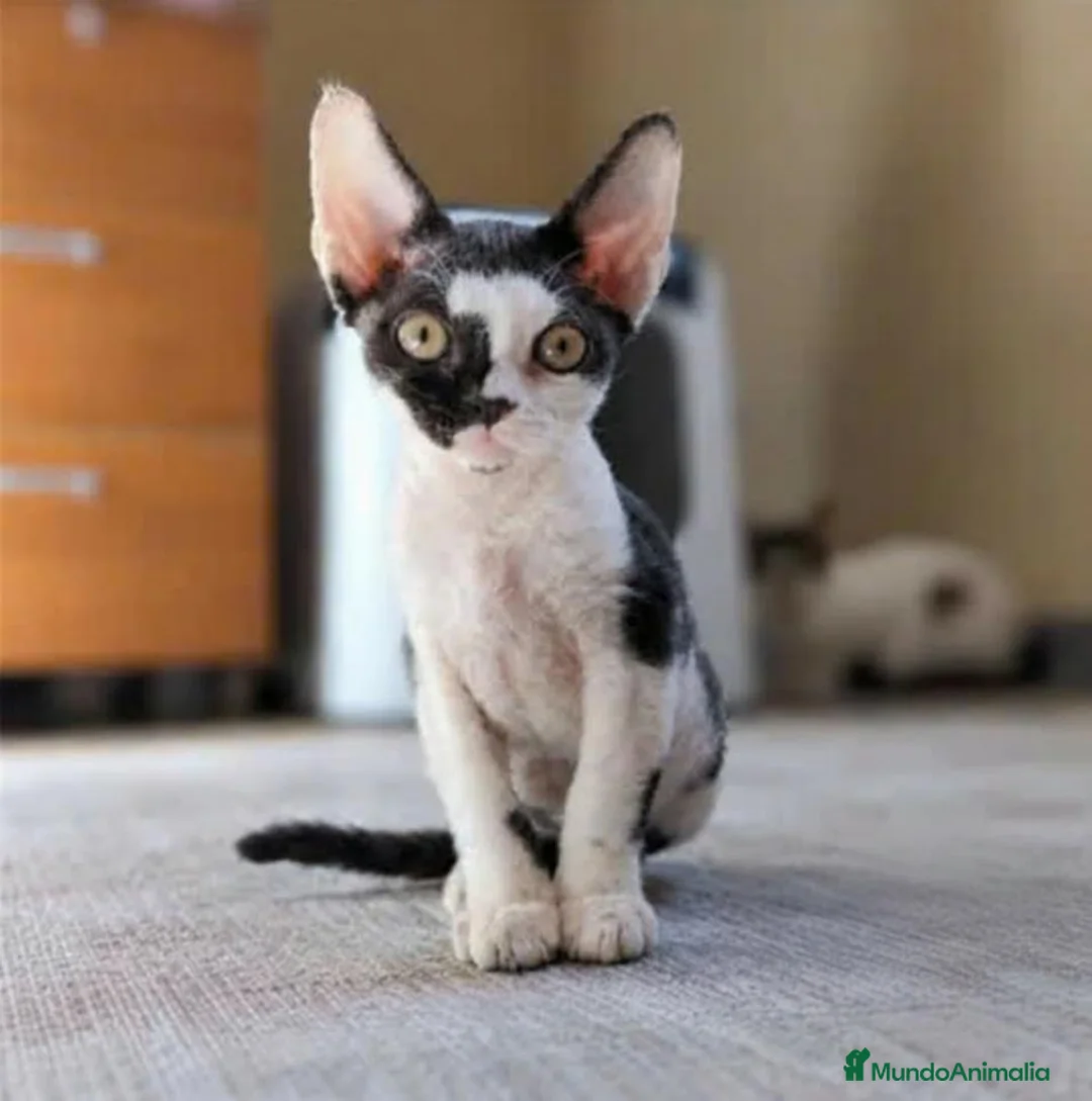 Devon Rex gatos en venta: Precioso gatito Devon Rex - Anuncio 1