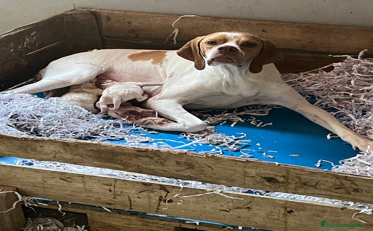 Pointer perros en Alicante - Propaganda 2