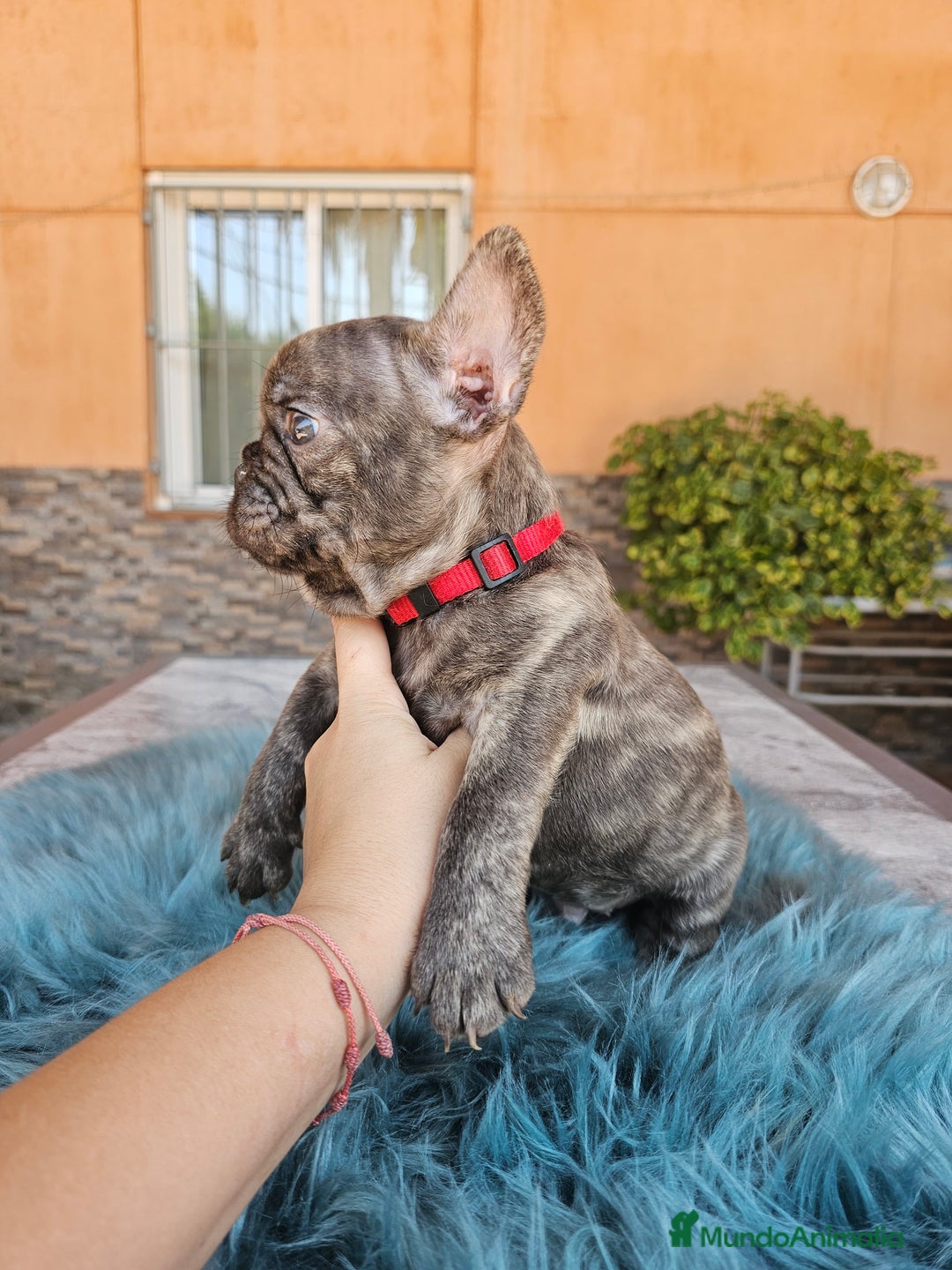 Bulldog Francés perros en venta: Bulldog francés cocoa brindle - Imagen 4