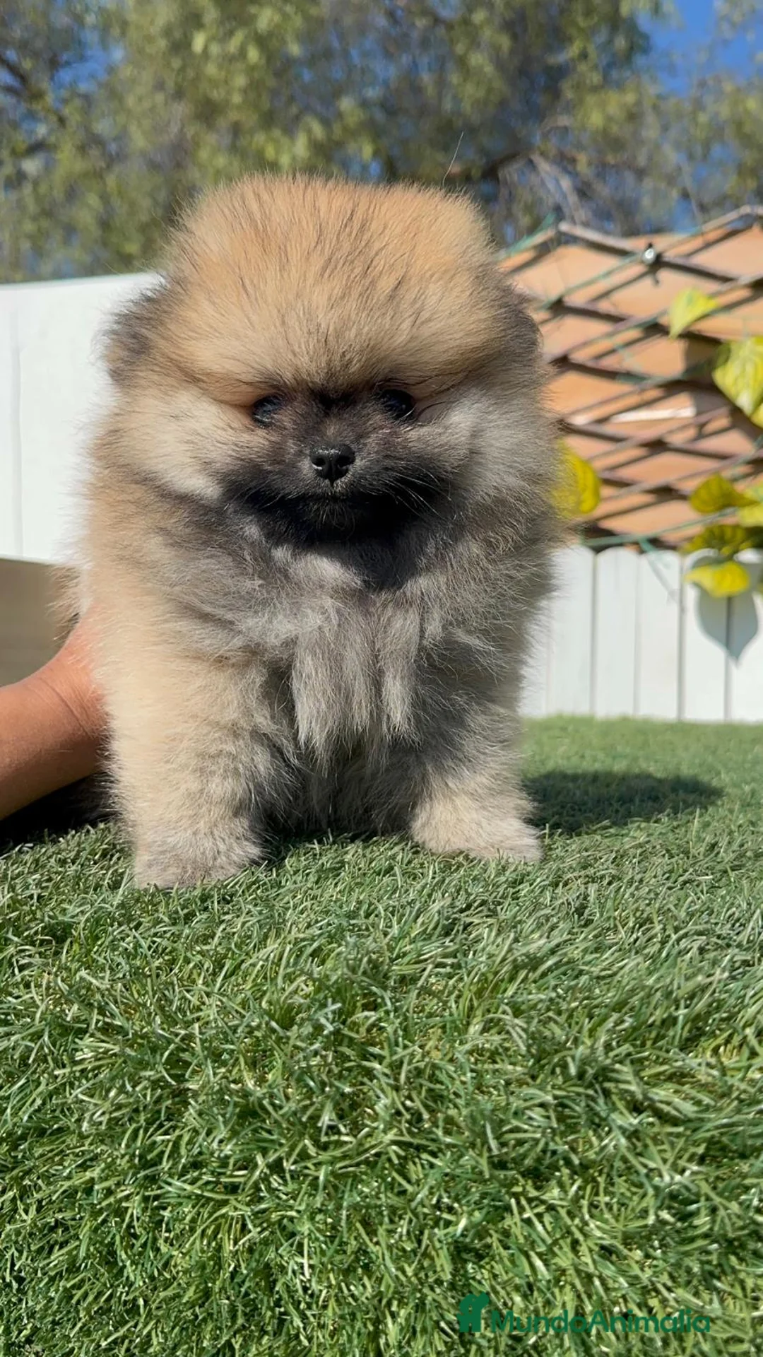 Pomerania perros en venta: POMERANIA - Anuncio 17