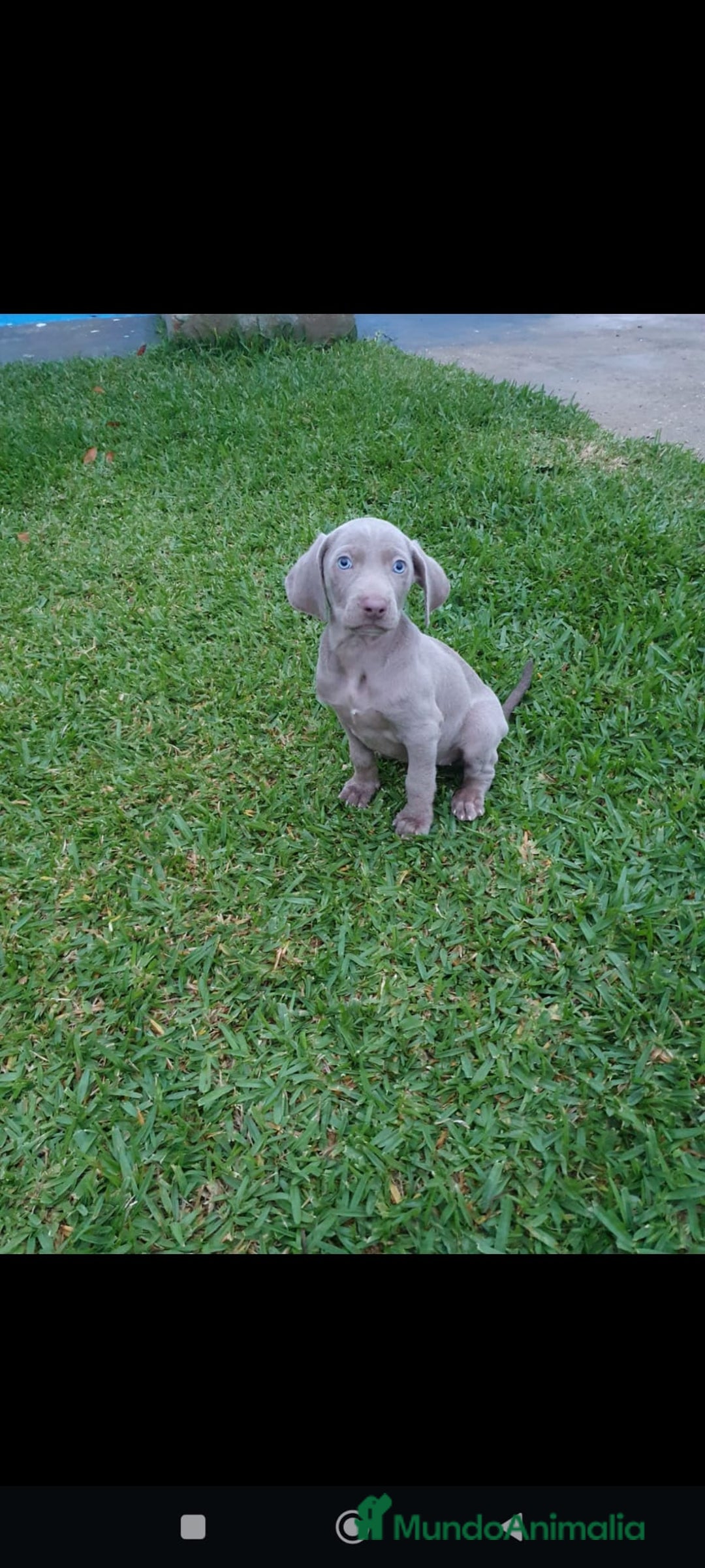Weimaraner perros en venta: Braco de weimar  - Anuncio 3