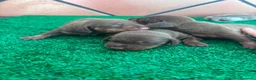 Teckel perros en venta: Teckel mini - Anuncio 17