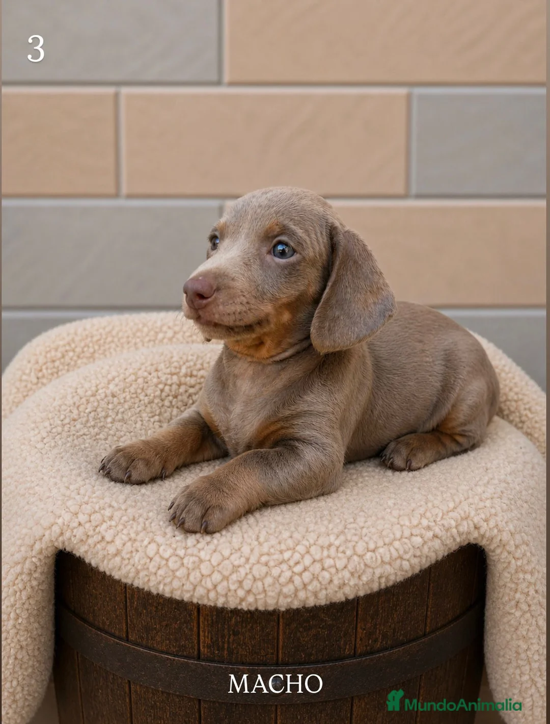 Teckel Miniatura perros en venta: Teckel miniatura exótico  - Anuncio 2