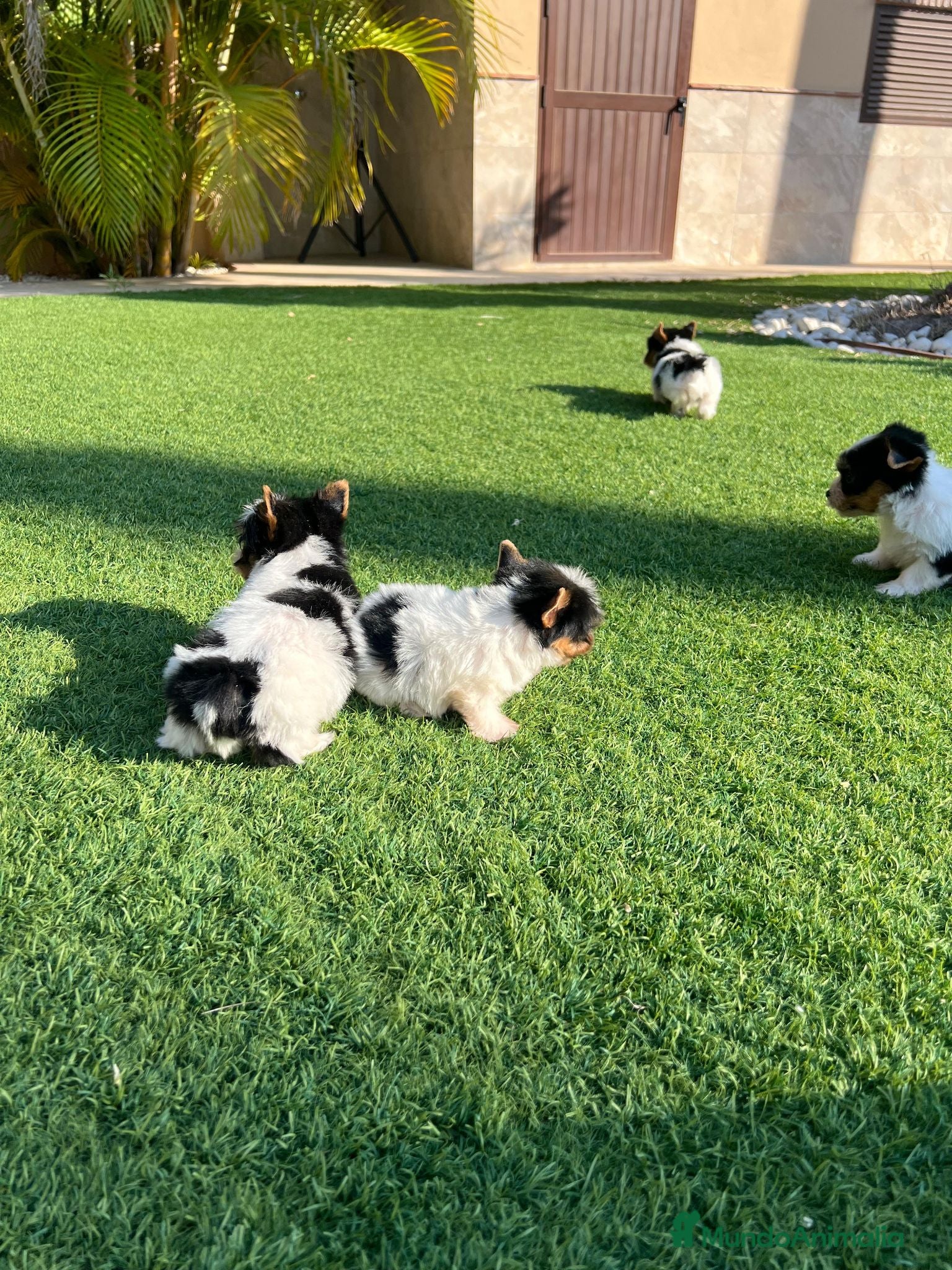 Biewer Yorkshire Terrier a la Pom Pon perros Yorkshire  - Anuncio 1