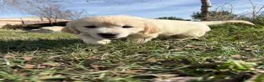 Golden Retriever Cachorro 1