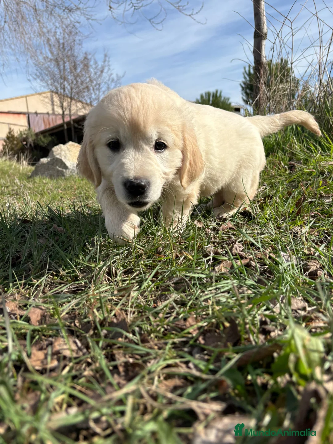 Golden Retriever perros en venta: Golden Retriever  - Anuncio 2